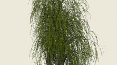 Willow Tree 10