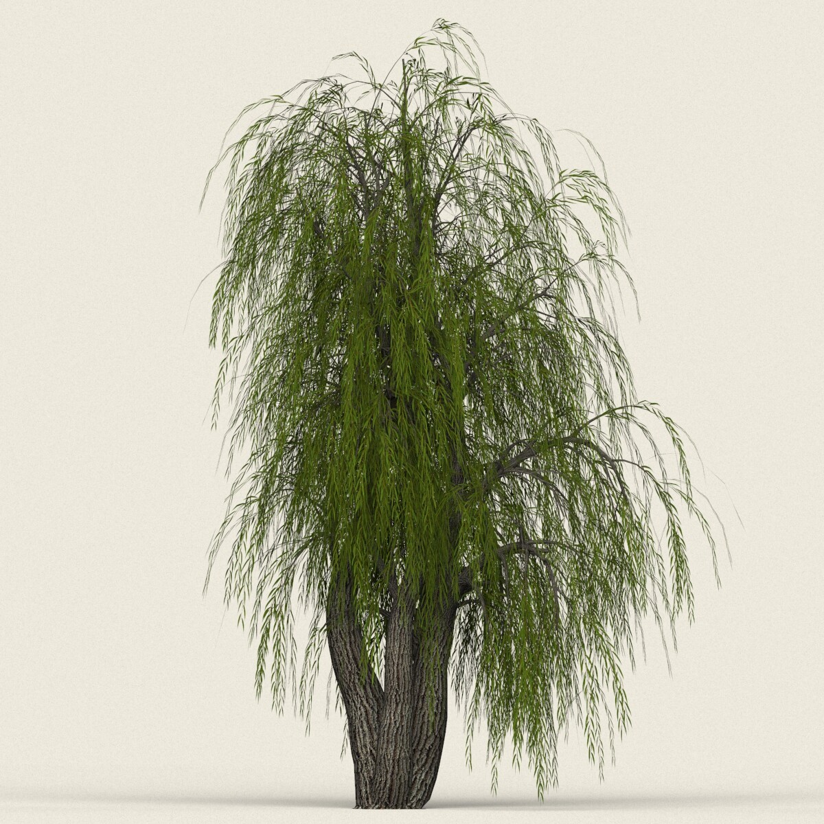 ArtStation - Willow Tree 10 | Resources