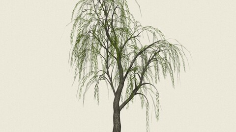 Willow Tree 12