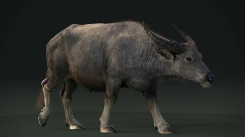 3D Animal | Asian Buffalo Animated
