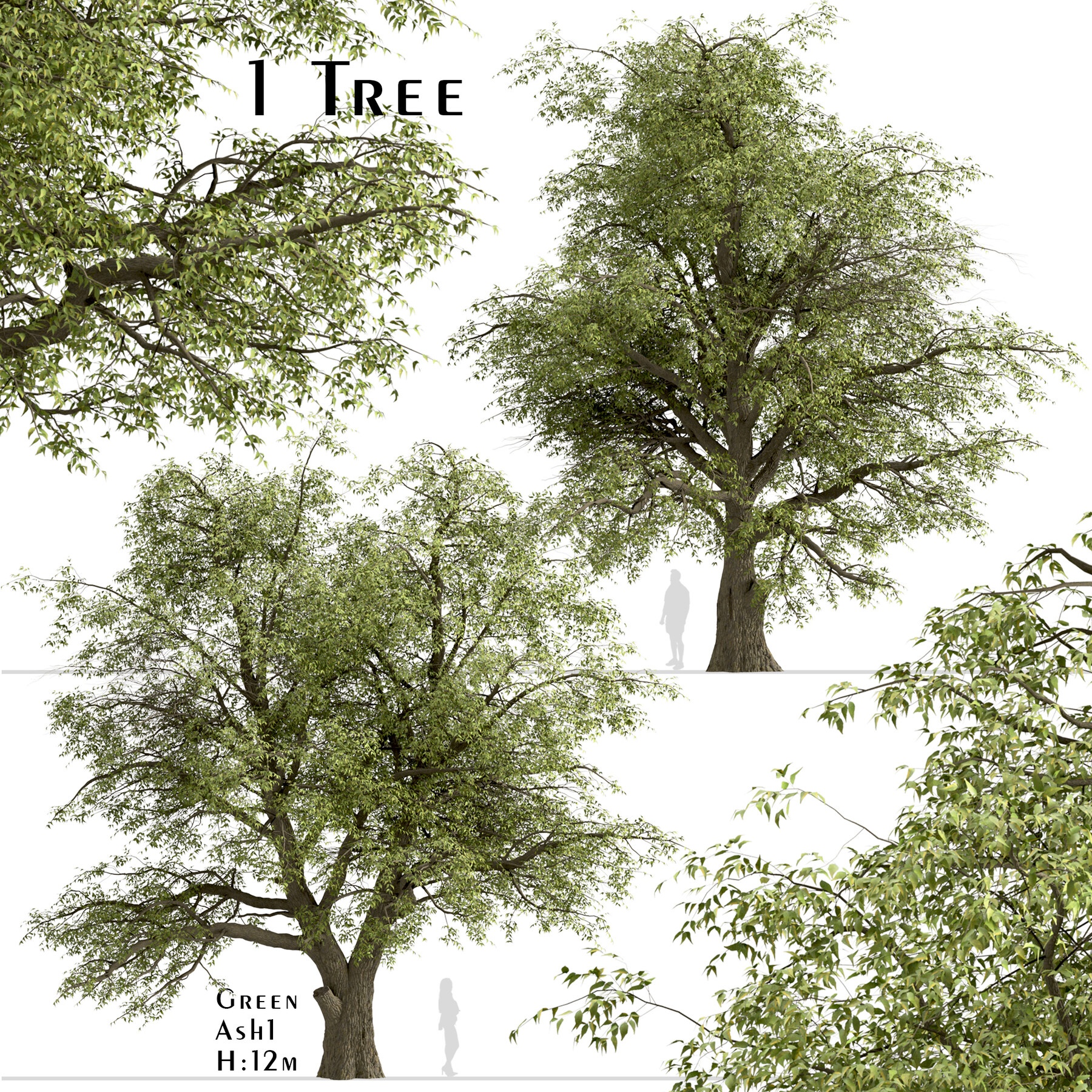 1 Дерево. Ясень дерево Одина. Ясень зеленый (Fraxinus lanceolate). Цвет зеленый ясень. 1 июля дерево