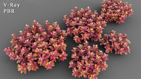 Set of Alternanthera dentata groundcover plant