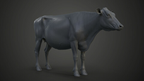 Holstein Female Model
