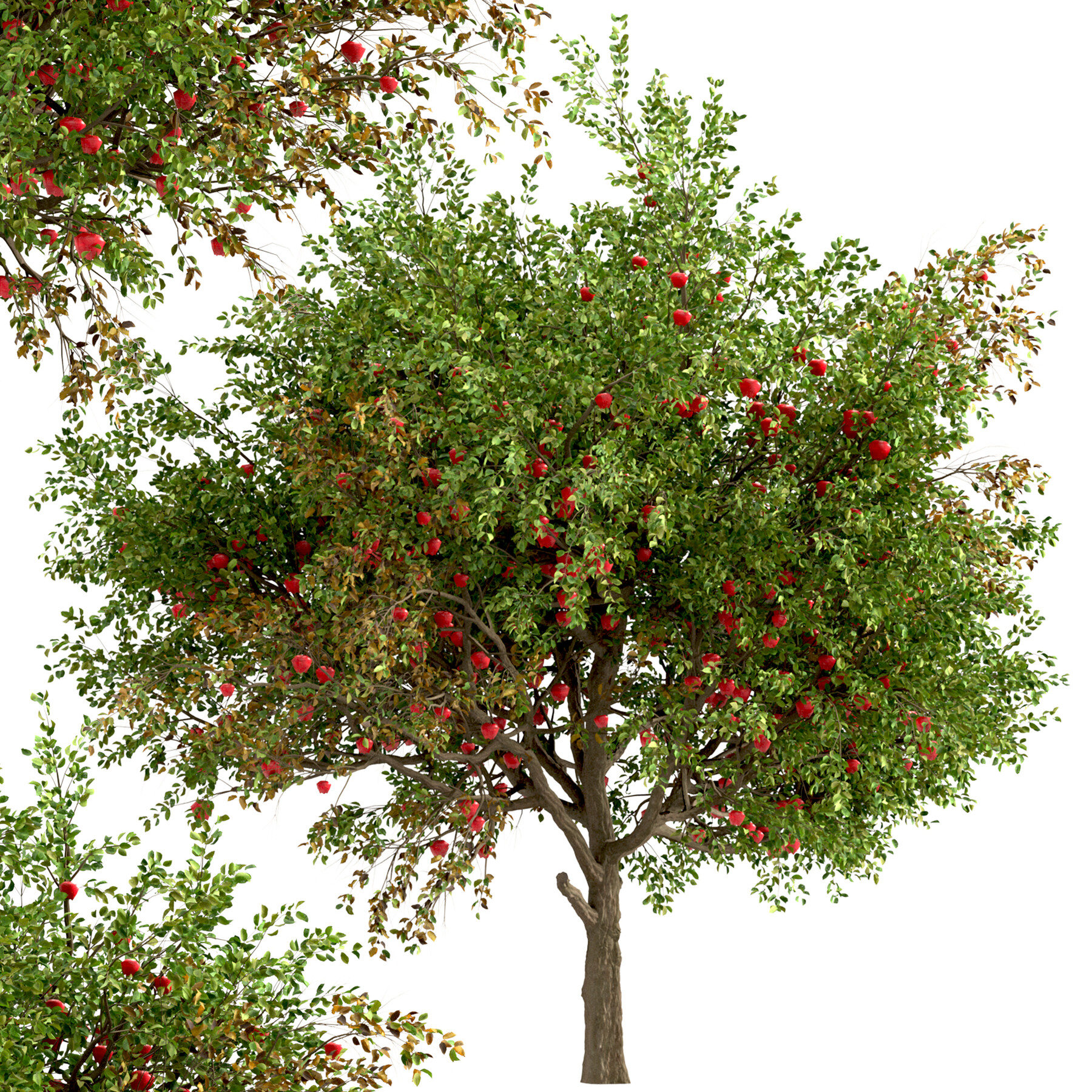 Яблоня дерево символ. Яблоня. Модель яблоки дерево. Виноградное яблочное дерево. Китайское яблоко дерево.