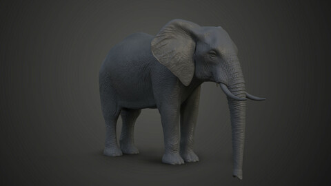 African elephant_Loxodonta_Model