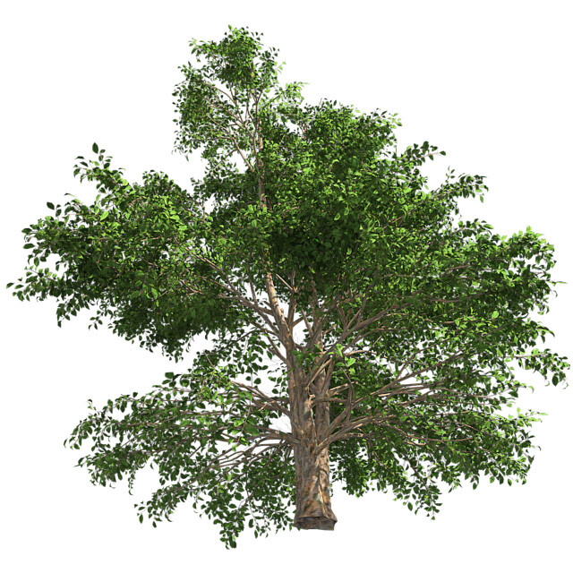 ArtStation - Korean Stewartia Tree | Resources