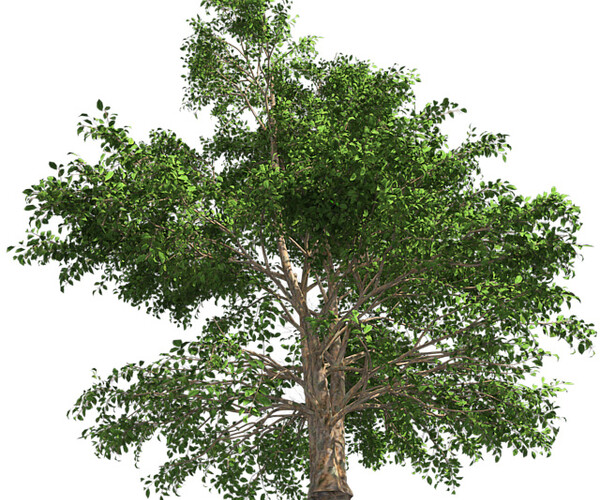 ArtStation - Korean Stewartia Tree | Resources