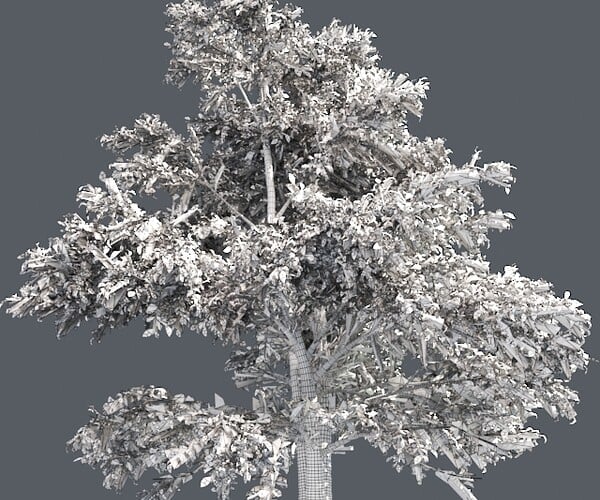 ArtStation - Korean Stewartia Tree | Resources