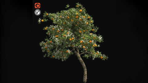 Orange Fruit Flower Tree