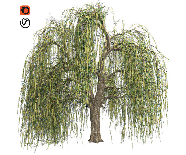 ArtStation - Weeping Willow Tree | Resources