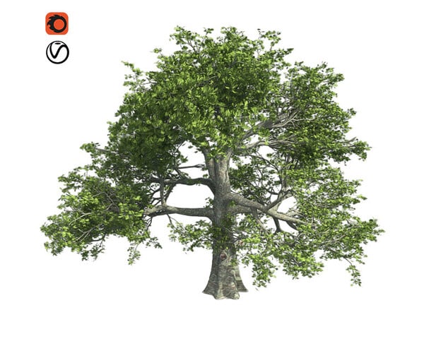 ArtStation - White Oak Tree | Resources