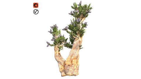 Bristle cone Pine Tree