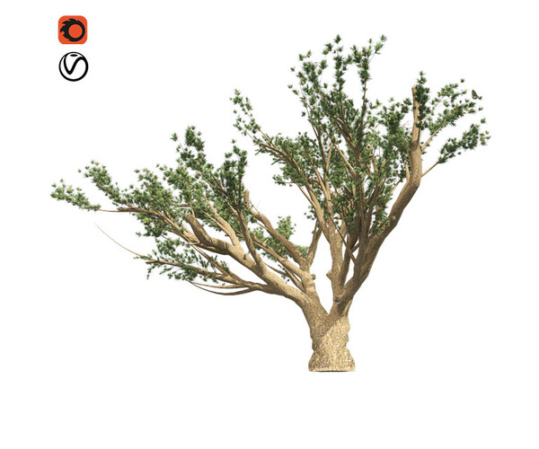 ArtStation - Cedar Of Lebanon Tree | Resources