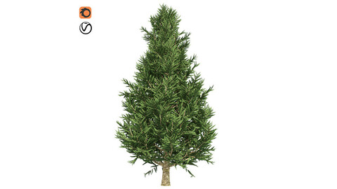 Fraser Fir Tree