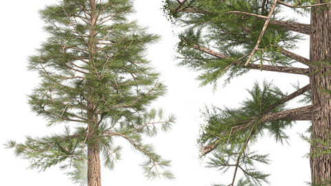 Western Red Cedar Tree