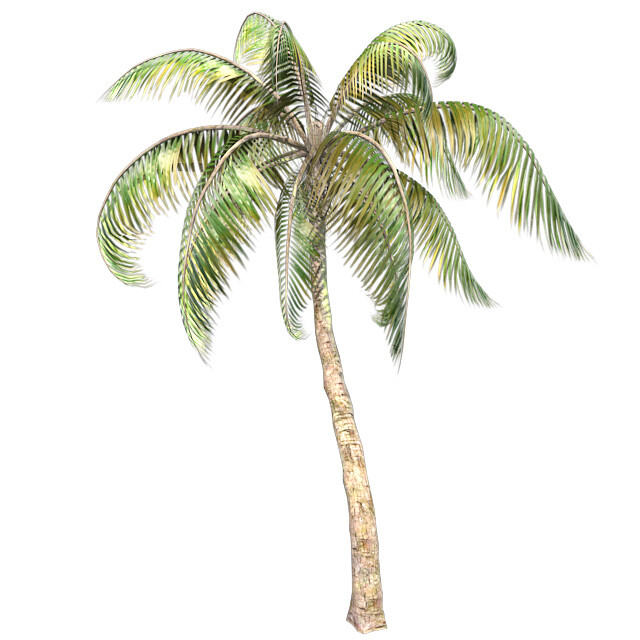ArtStation - Palm coconut Tree | Game Assets