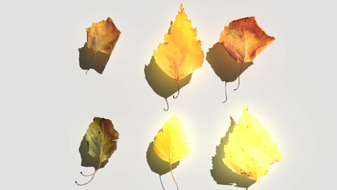 Dry Birch Leaves Pack