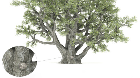 OLD OLIVE TREE HIGH QUALITY TREE MODEL