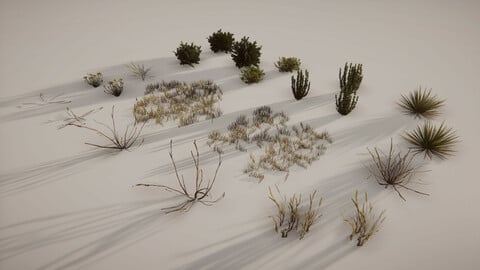 Desert Vegetation