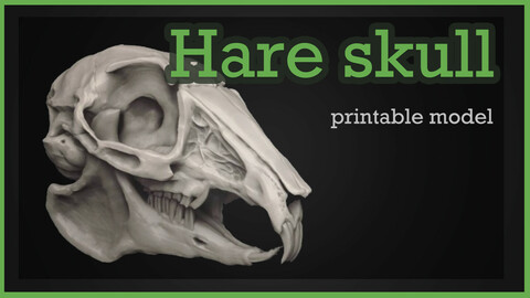 Skull of a rabbit or hare