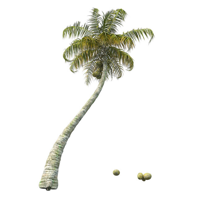 ArtStation Chinese Fan Palm Tree Resources