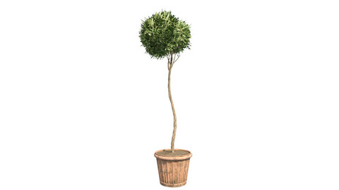American Boxwood Topiary in Pot