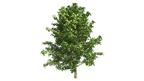 American Holly Shrub Tree