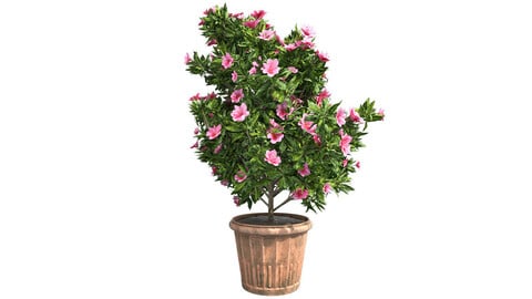 Azalea Flowers Pink in Pot