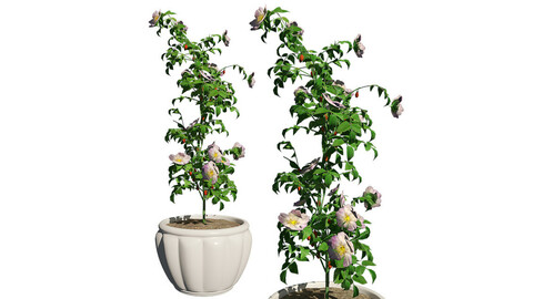 Dog Rose in Pot