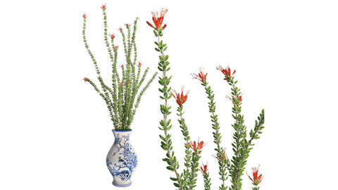 Ocotillo Spring in Vase