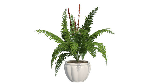 Cinnamon Fern in Pot