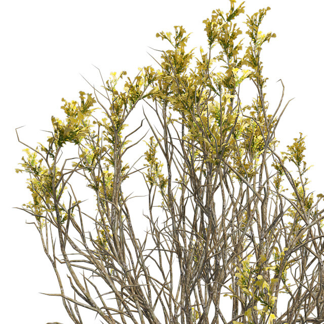 ArtStation - Broom Snake weed Spring in Pot | Game Assets