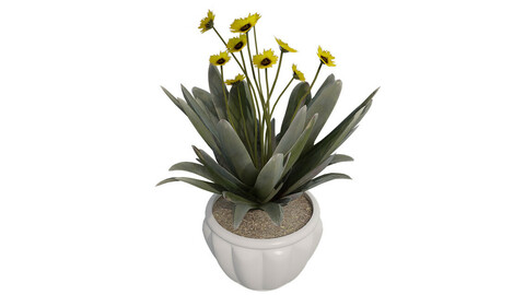 Cinnamon Fern in Pot