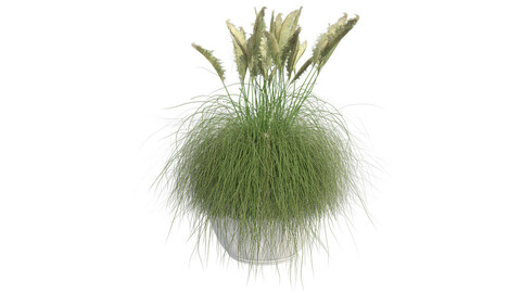 Pampas Grass in Pot