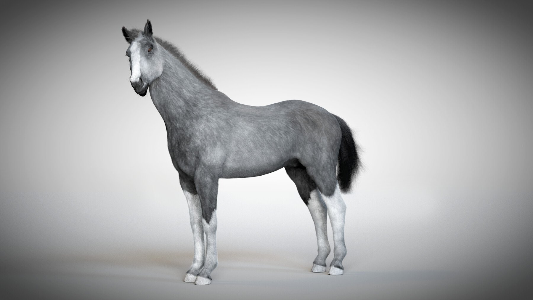 ArtStation - Stallion - Rigged & Animated Horse | Resources