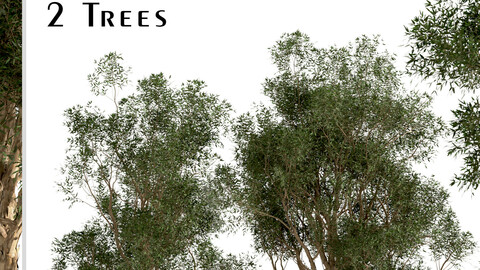 Set of Eucalyptus Globulus Trees (Blue gum) (2 Trees)