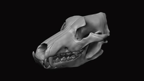 Wolf Skull 3D