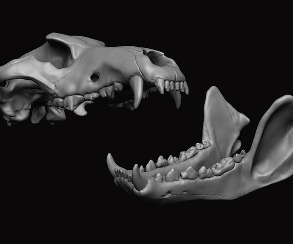 ArtStation - Wolf Skull 3D | Resources