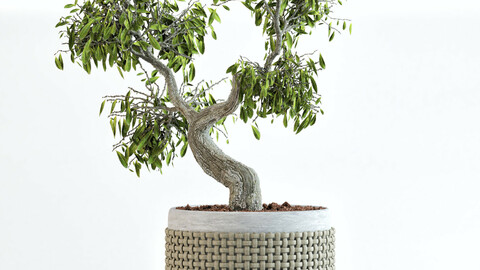 Clove bonsai