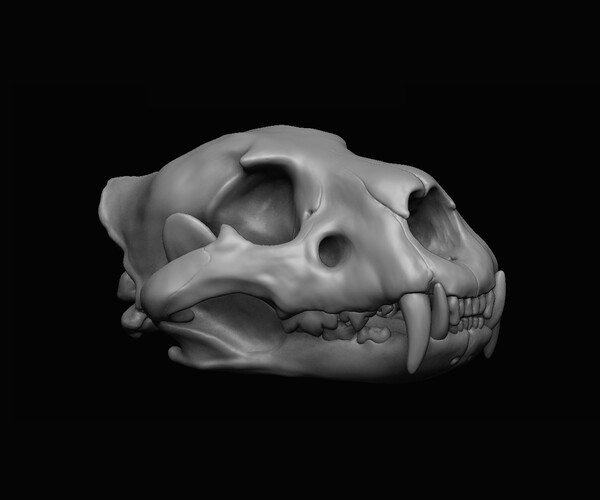 ArtStation - Lion Skull 3D | Resources