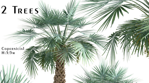 Set of Copernicia Palm Trees (Carnaubeira) (2 Trees)