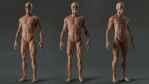 Digital 3D Ecorche - Anatomy reference