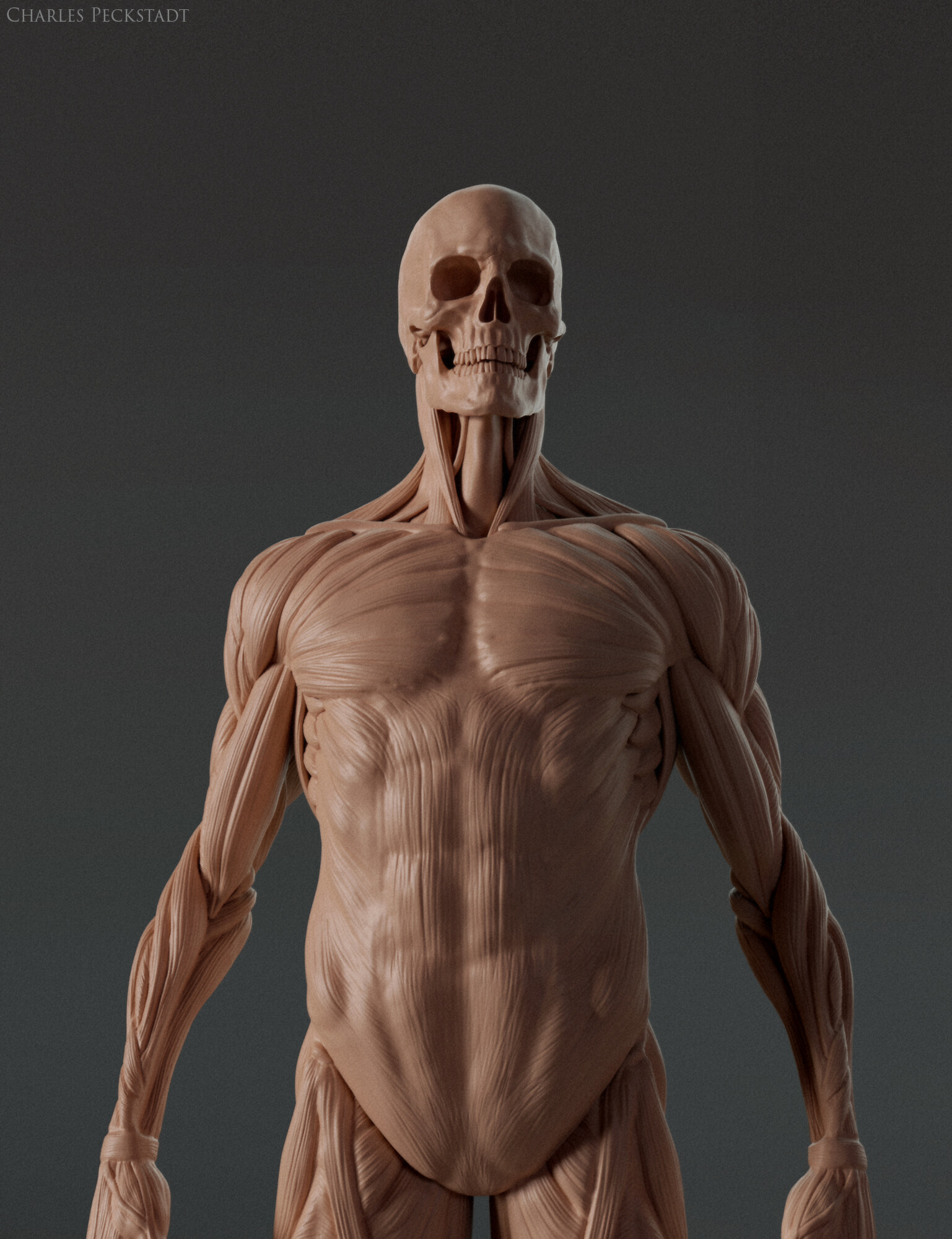 ArtStation - Digital 3D Ecorche - Anatomy reference | Resources