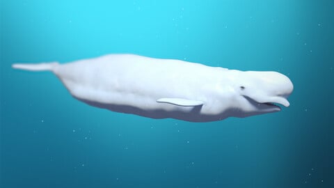 Beluga Whale - Rigged - PBR