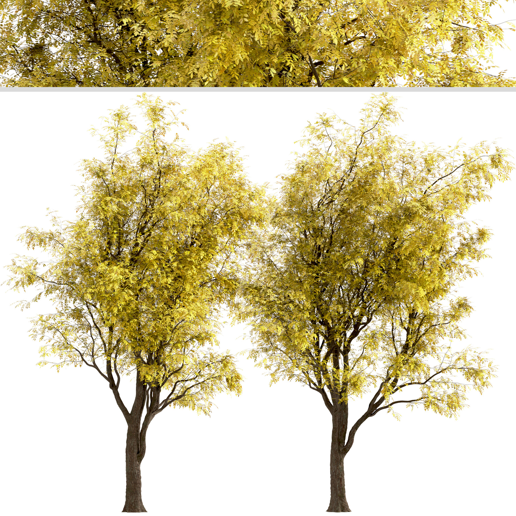 ArtStation - Set of Robinia Pseudoacacia Frisia Trees (Frisia Black ...