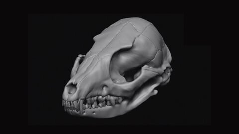 Fox Skull 3D print