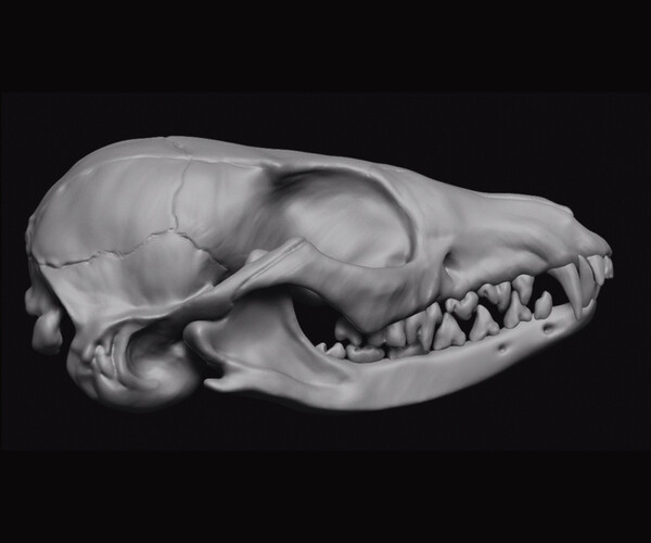 ArtStation - Fox Skull 3D print | Resources