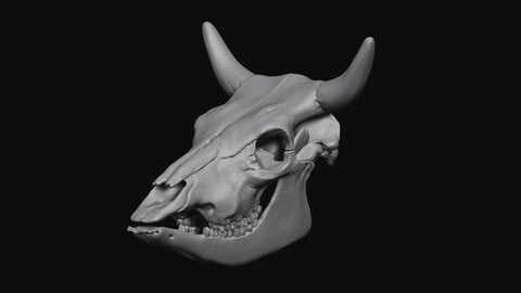 Cattle Skull 3D model