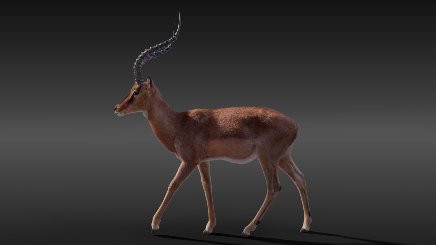 ArtStation - 3D Animal | Impala Animated | Resources