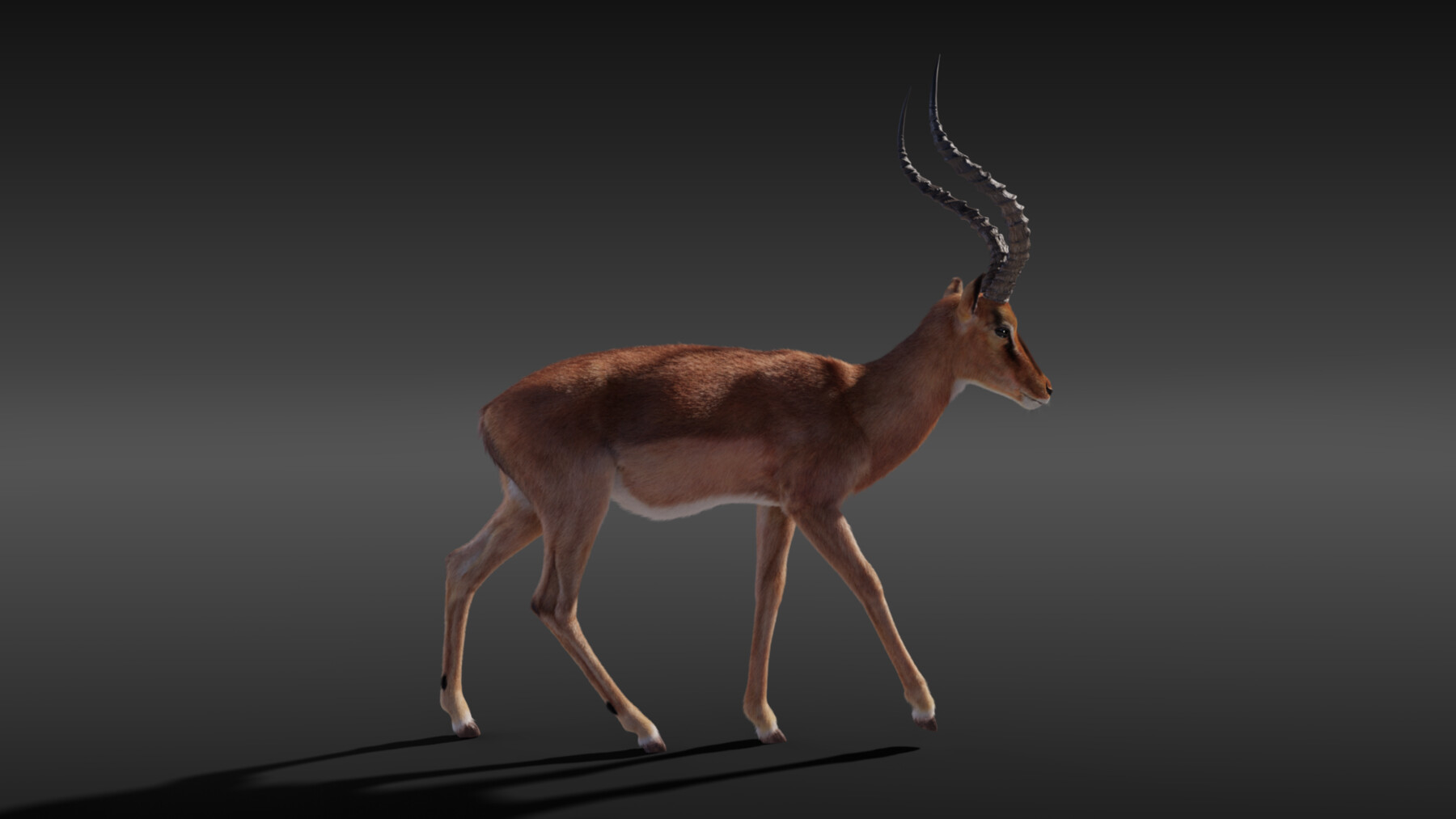 ArtStation - 3D Animal | Impala Animated | Resources